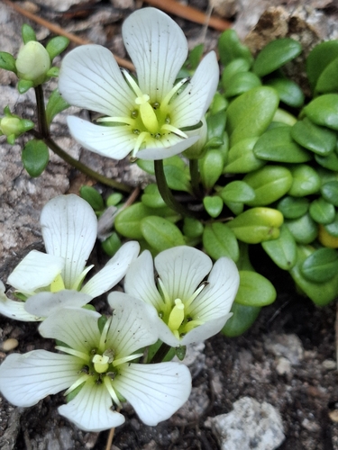 Gentianella saxosa observed 2026-05-02