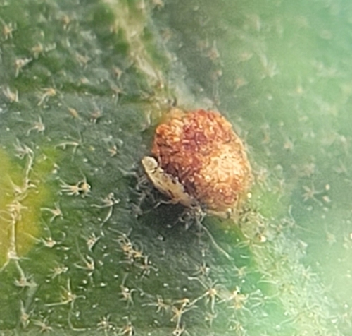 iNaturalist observation photo of Oak Gall Wasps