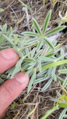 iNaturalist observation photo of Summer Lupine