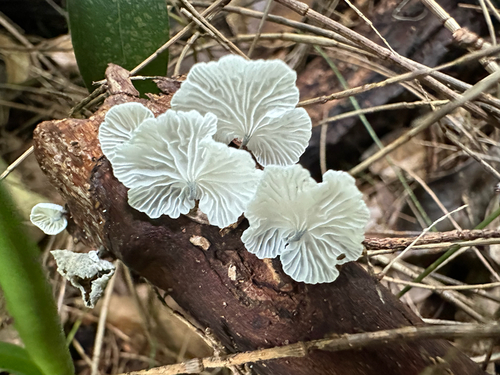 Marasmius observed 2026-04-17