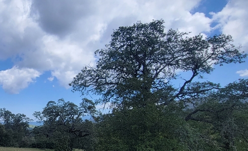 iNaturalist observation photo of Dumosae