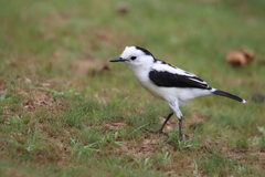 Fluvicola pica