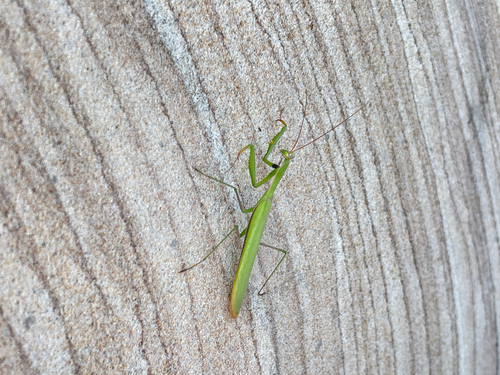 European Mantis