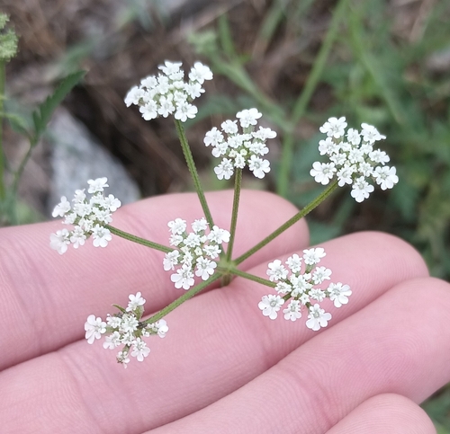 Common Hedge Parsley