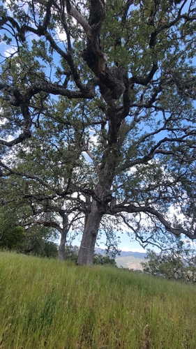 iNaturalist observation photo of Quercus garryana garryana × lobata