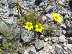 Linum scabrellum