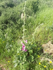 Alcea setosa