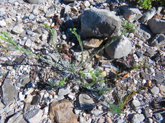 Antiphytum caespitosum