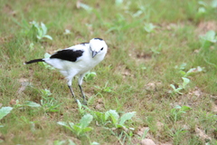 Fluvicola pica