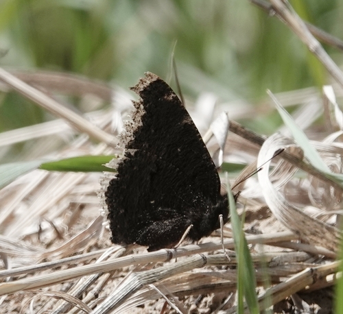 Mourning Cloak