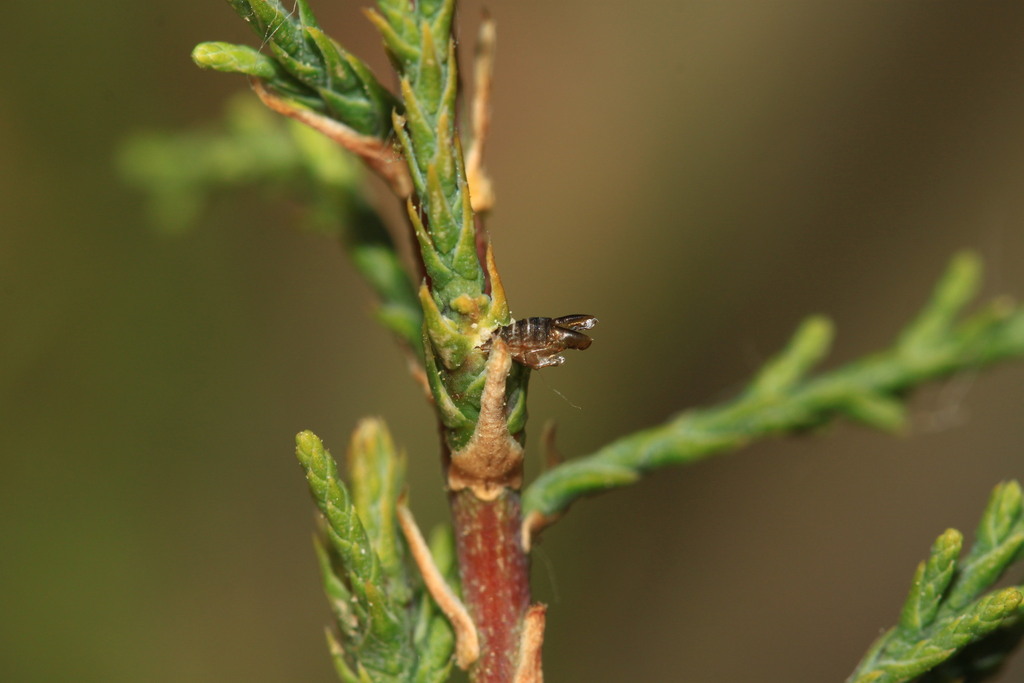 Psectrosema tamaricis