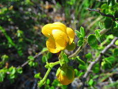 Senna unijuga