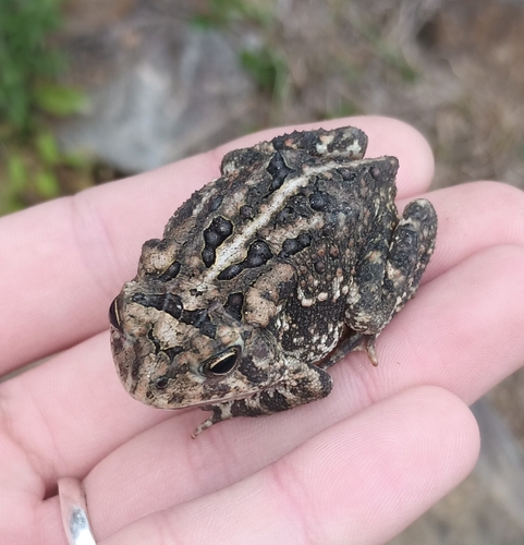 Southern Toad