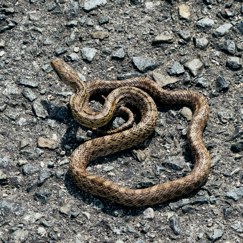 Japanese Ratsnake