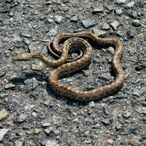 Japanese Ratsnake