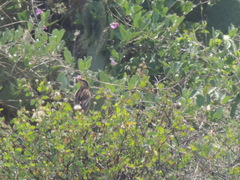 Sturnella magna auropectoralis