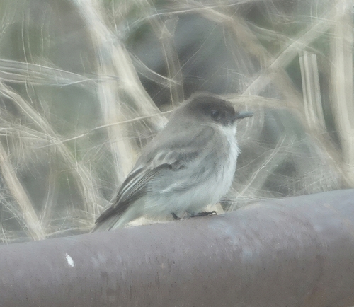 Eastern Phoebe