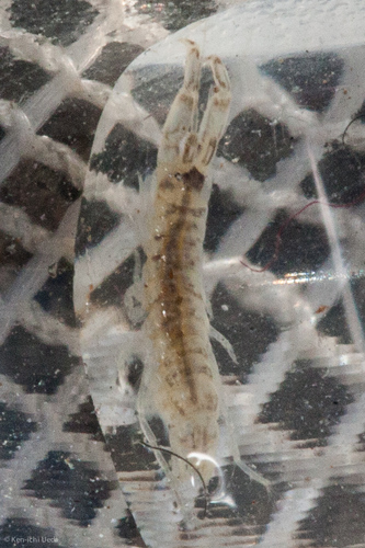Corophiidae