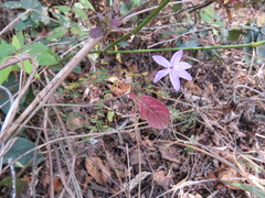 Pseuderanthemum praecox