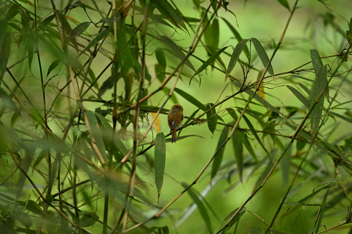 Golden Parrotbill
