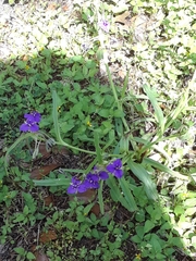 Tradescantia bracteata