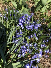 Scilla bifolia