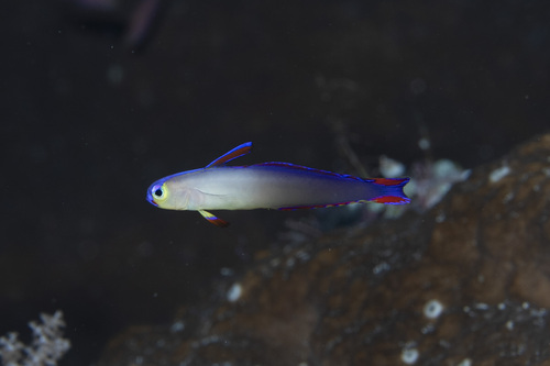 Nemateleotris decora observed 2026-04-28