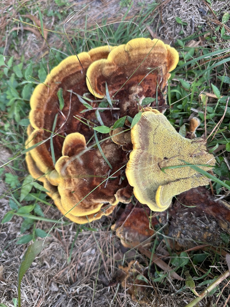 Phaeolus schweinitzii · May 2026 · photo: © prossington (iNaturalist, cc-by)