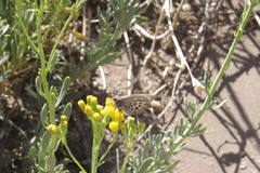 Argyrophorus argenteus