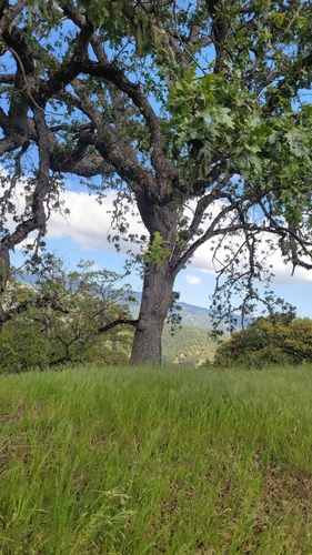 iNaturalist observation photo of Quercus garryana garryana × lobata