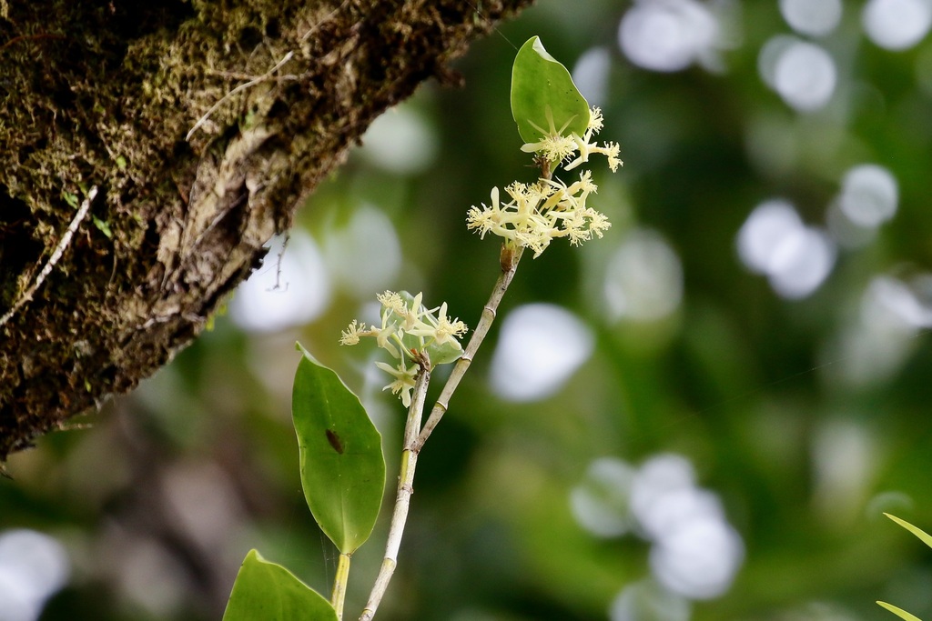 Dendrobium scopa Lindl. 2