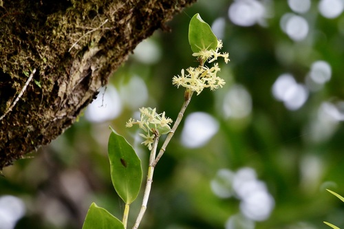 Dendrobium scopa observed 2026-03-21