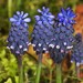 Grape Hyacinth - Photo (c) Rolf Theodor Borlinghaus, some rights reserved (CC BY-NC)