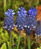 Grape Hyacinth - Photo (c) Rolf Theodor Borlinghaus, some rights reserved (CC BY-NC), uploaded by Rolf Theodor Borlinghaus