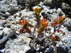 Sedum scopulinum