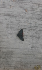 Chalypyge chalybea chloris