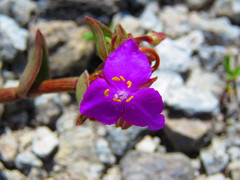 Callisia navicularis
