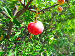 Malpighia mexicana