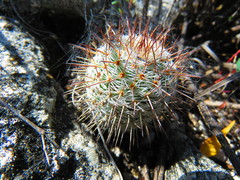 Mammillaria haageana haageana