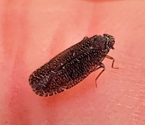 iNaturalist observation photo of Achilid Planthoppers