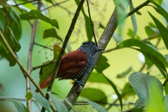 Thamnophilus palliatus