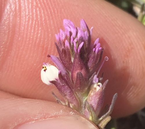 Castilleja densiflora, photograph 6