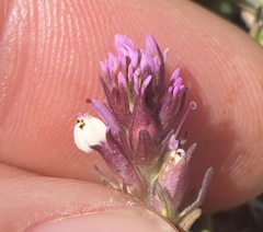 Castilleja densiflora, photograph (c) Adam J. Searcy, some rights reserved (CC BY)