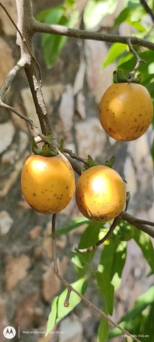 Diospyros montana observed 2026-05-02