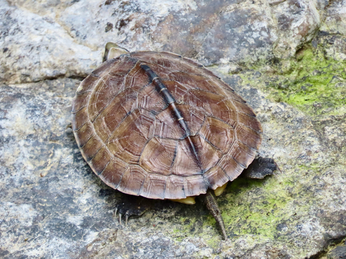 Yellowpond Turtle, Mauremys mutica