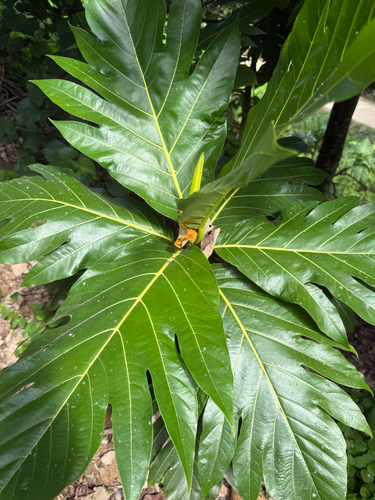 Breadfruit