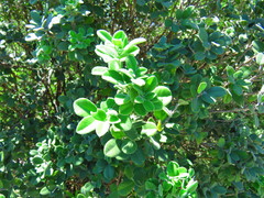 Casimiroa calderoniae