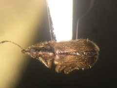 Rhynchitinae