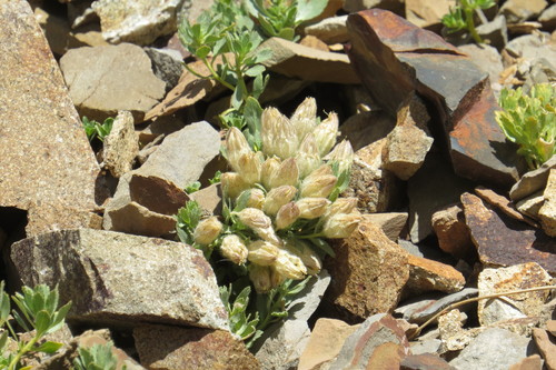 Malesherbia lirana (Malesherbia lirana)