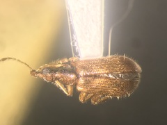 Rhynchitinae